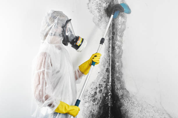 Best Mold Remediation for Healthcare Facilities  in Iron River, MI